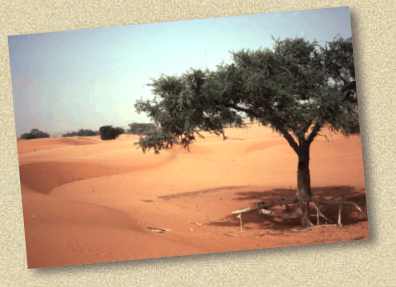 Sahellandschap met boom in Niger